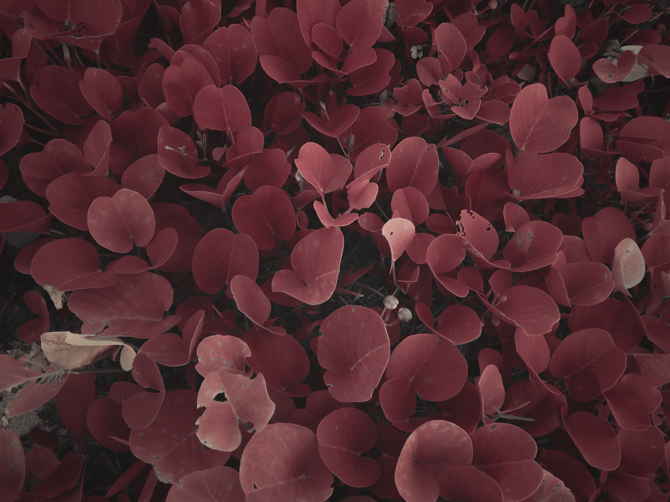 Brown Leafed Plants