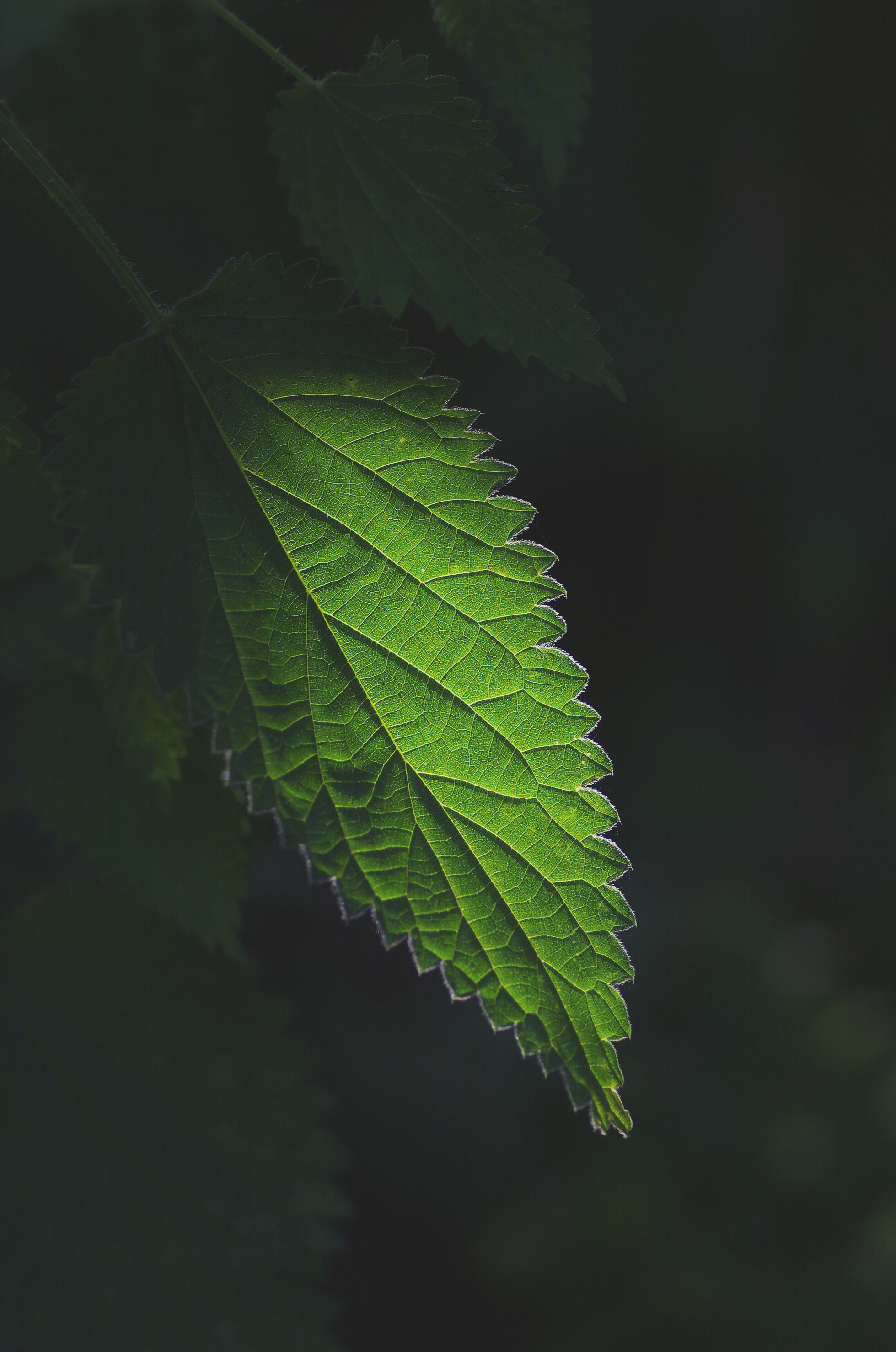 Green Leaved Plants